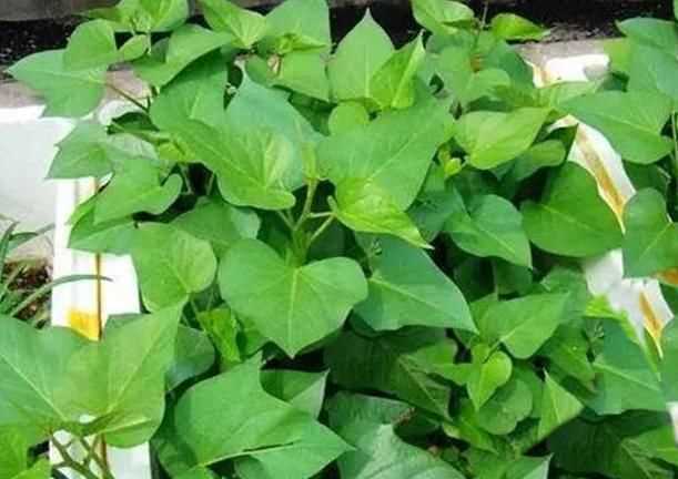 紅薯的葉子有幾種樣子