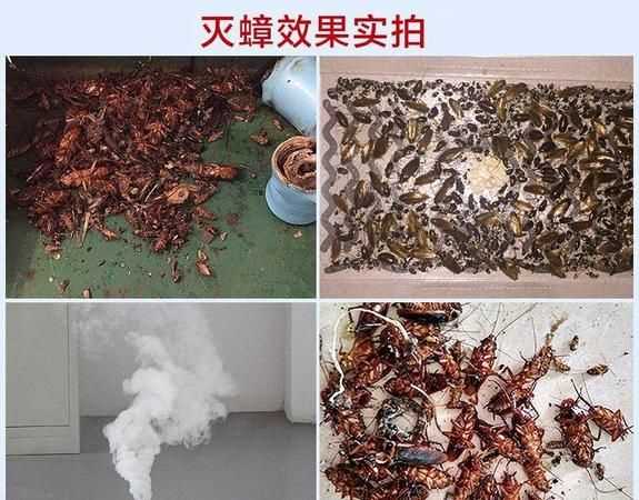 家里怎樣自制滅蟑螂的藥