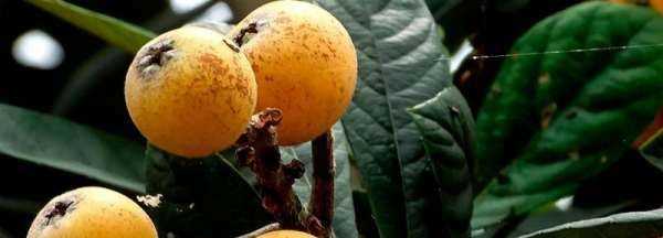 枇杷幾月份成熟,枇杷幾月成熟圖1