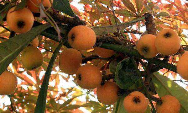 枇杷幾月份成熟,枇杷幾月成熟圖3