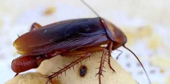 蟑螂踩死繁殖更快,踩死蟑螂會產(chǎn)生更多嗎圖2