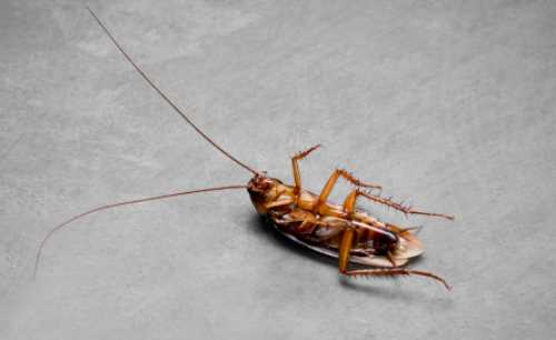 蟑螂踩死繁殖更快,踩死蟑螂會產(chǎn)生更多嗎圖3