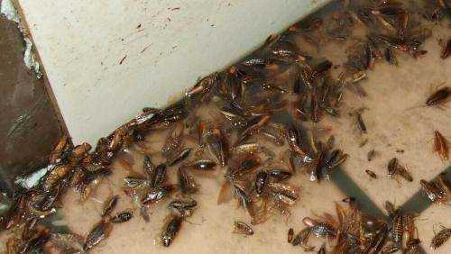 蟑螂踩死繁殖更快,踩死蟑螂會產(chǎn)生更多嗎圖4