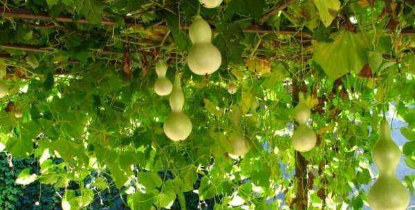 葫蘆代表什么寓意,葫蘆的寓意和象征圖10