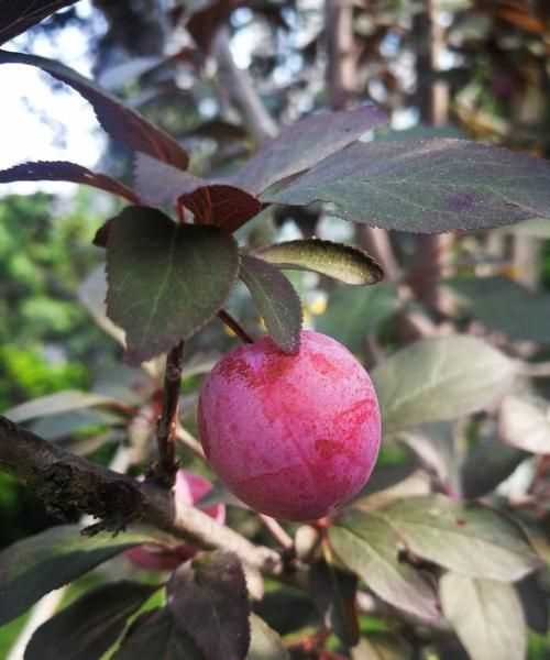 紫葉李的果子能吃么