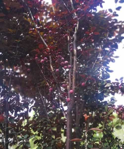 紫葉李果實能吃么