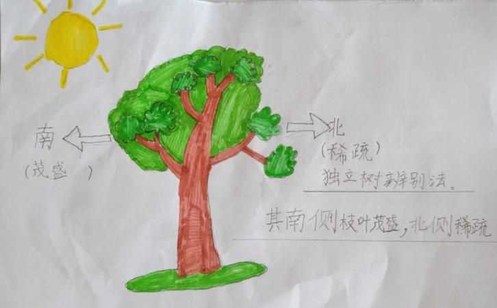 大自然中的天然指南針有哪些?怎樣辨別方向?