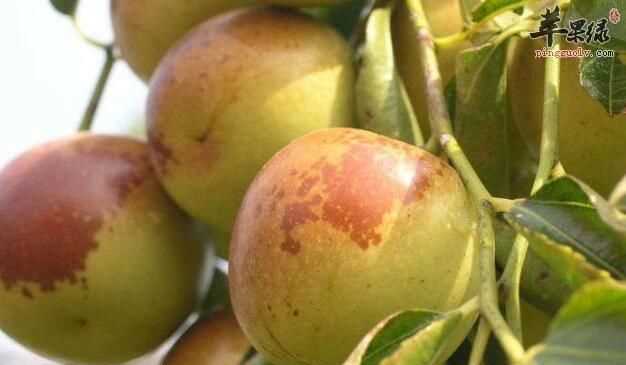 冬棗裂開是泡藥了么