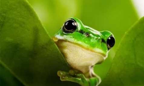 從動(dòng)物身上得到啟示的發(fā)明有哪些,人類(lèi)從哪些動(dòng)物受到啟發(fā)發(fā)明了什么?圖4