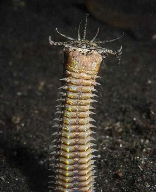 博比特蟲(chóng)有毒嗎