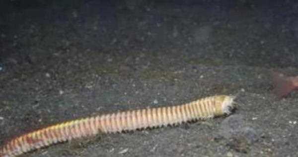 博比特蟲(chóng)有毒,博比特蟲(chóng)有毒嗎圖4