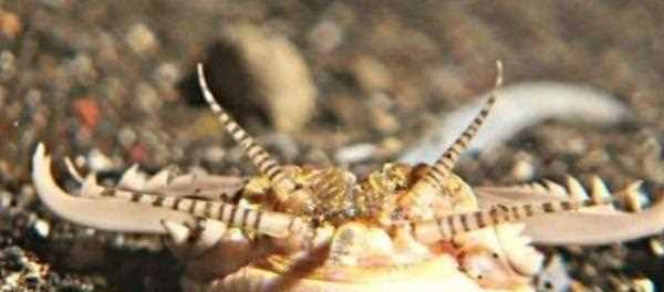 博比特蟲(chóng)有毒,博比特蟲(chóng)有毒嗎圖6