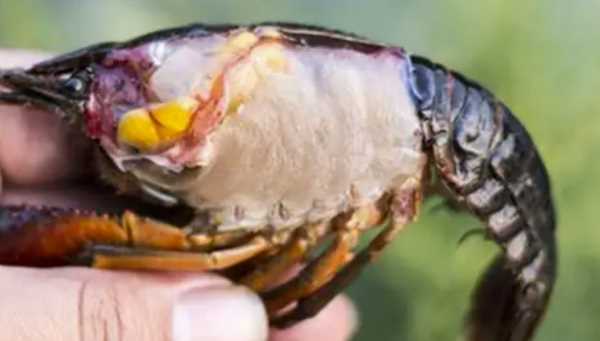 小龍蝦死后多久不能吃,波士頓龍蝦死了多久不能吃了圖4