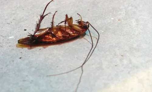 75度酒精能殺死蟑螂,75度酒精可以殺蟑螂嗎圖2
