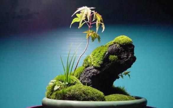 水泥地上的青苔怎么永久清除，水泥地上的青苔怎么消除？圖1