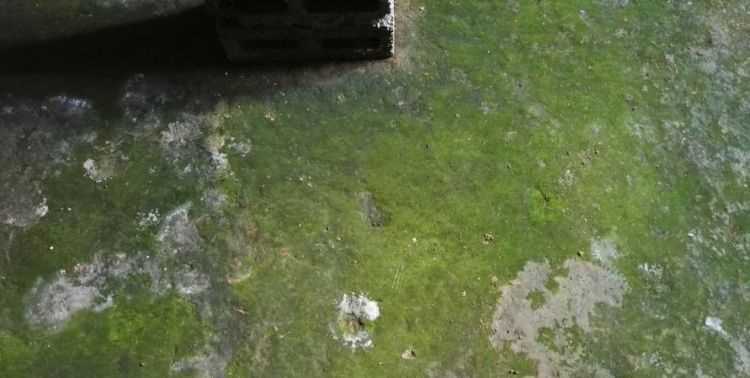 水泥地面上長青苔怎么除掉