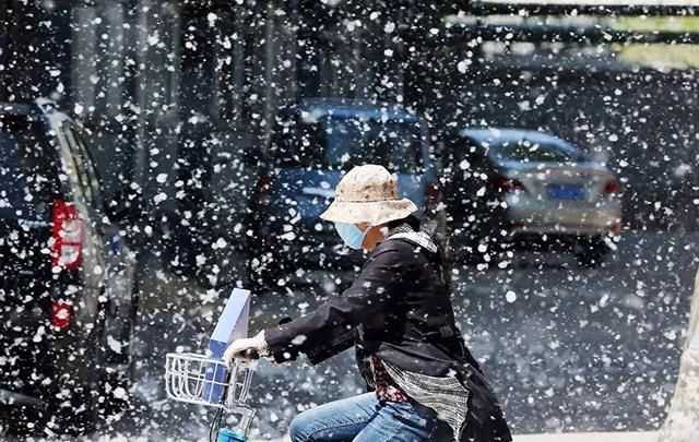 家里到處都是柳絮怎么辦呢