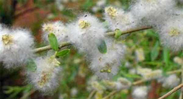 房間柳絮怎么清理,家里到處都是柳絮怎么辦呢圖5