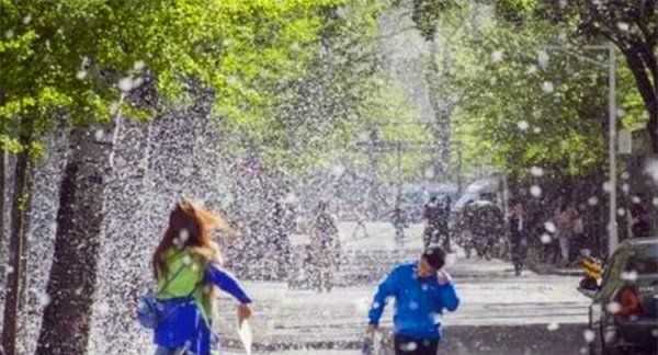 房間柳絮怎么清理,家里到處都是柳絮怎么辦呢圖11