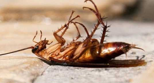 蟑螂踩死繁殖更快,踩死蟑螂會產(chǎn)生更多嗎圖1