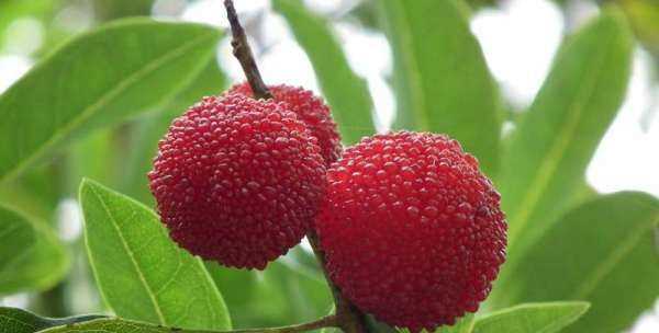 楊梅的正確洗法,楊梅怎么清洗才能洗得干凈泡酒圖5