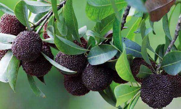 楊梅的正確洗法,楊梅怎么清洗才能洗得干凈泡酒圖7