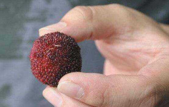 楊梅的正確洗法,楊梅怎么清洗才能洗得干凈泡酒圖12