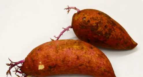 地瓜長出紫色的芽還能吃,紅薯發(fā)芽了紫色的芽還能吃嗎圖1