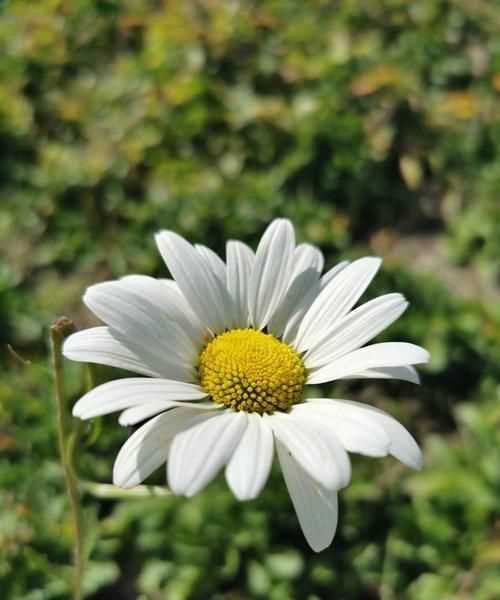夏末煙雨的意思