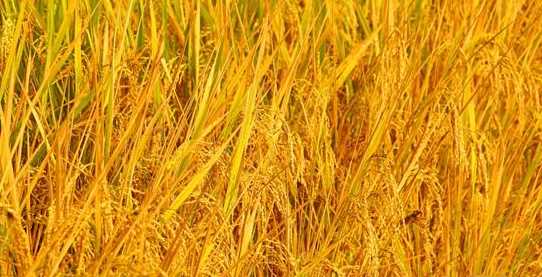 蘇湖熟天下足蘇湖指的是,宋代民諺蘇湖熟天下足中的蘇湖指今天的圖2