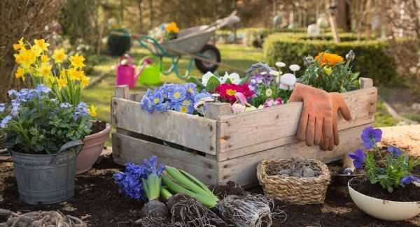 香泡可以吃,香泡樹果實(shí)能吃嗎圖2