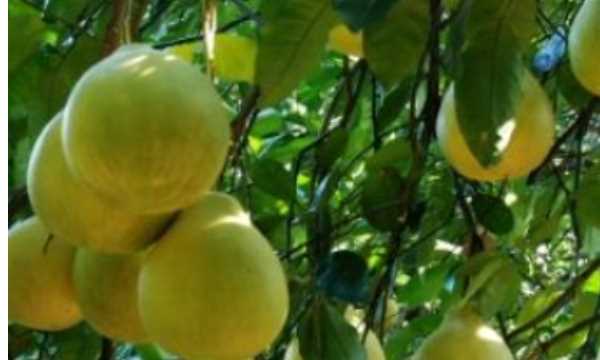 香泡可以吃,香泡樹果實(shí)能吃嗎圖4