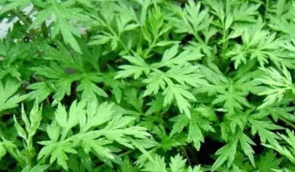 艾蒿和艾草的區(qū)別,端午節(jié)艾蒿和艾草的區(qū)別圖片圖2