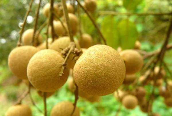 儲良和石硤最大的區(qū)別,石硤龍眼和儲良龍眼的區(qū)別是什么圖10