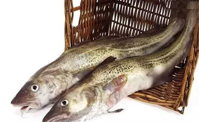 明太魚有什么營養(yǎng)價值，明太魚為什么沒有頭？圖1