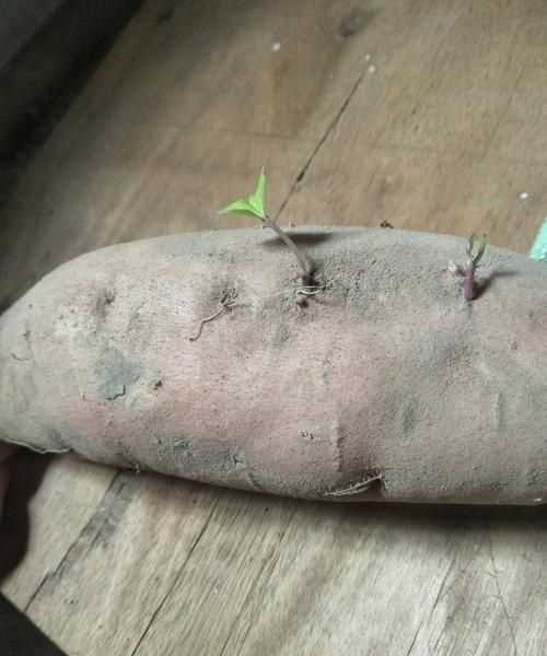 蜜薯發(fā)紫芽了還能不能吃