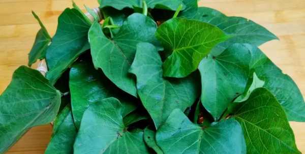 吃紅薯葉有什么好處,吃紅薯葉有什么好處有什么壞處圖3