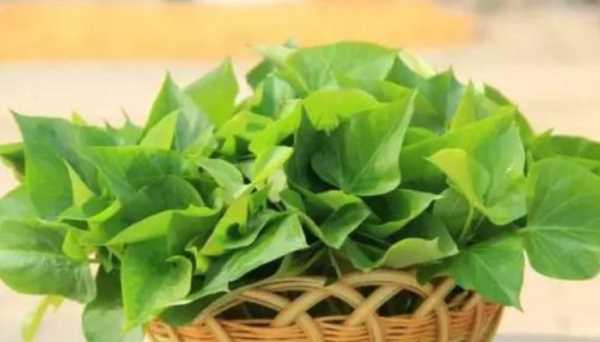 吃紅薯葉有什么好處,吃紅薯葉有什么好處有什么壞處圖4