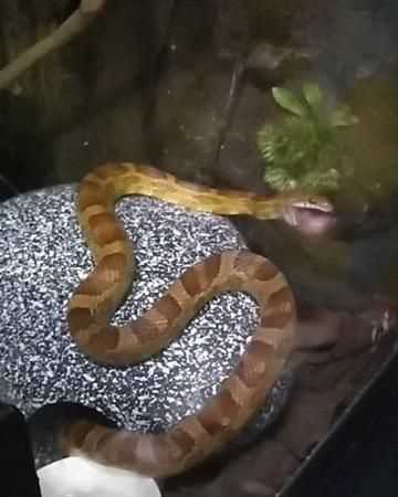 冬天蛇會(huì)出來(lái)嗎