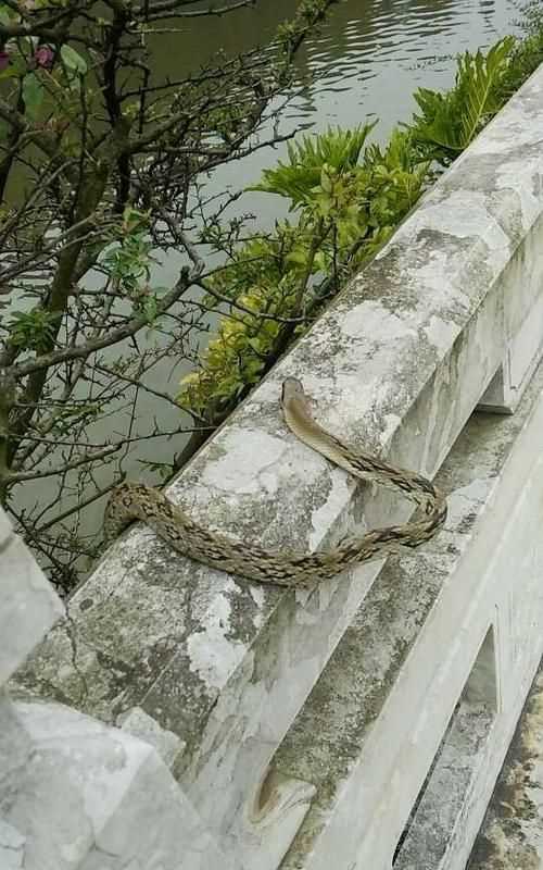 冬天蛇會(huì)出來(lái)的原因