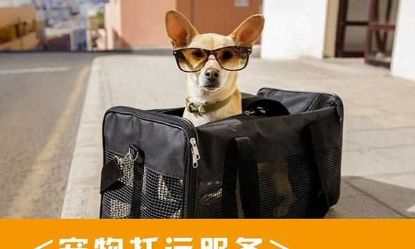 倉鼠如何進(jìn)行正規(guī)的飛機(jī)托運(yùn)