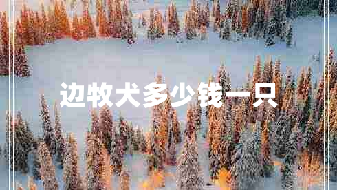 邊牧犬多少錢一只