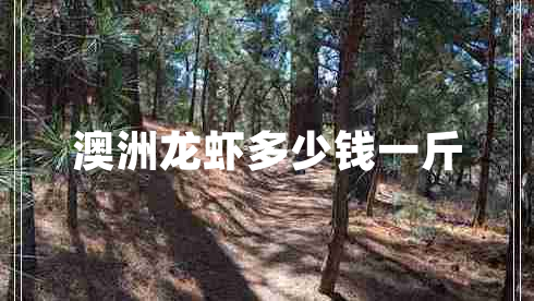 澳洲龍蝦多少錢一斤 澳洲龍蝦多少錢一斤