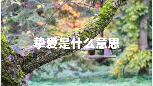 摯愛(ài)是什么意思