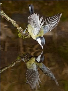 鳥(niǎo)照鏡典故