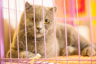 好奇心害死貓的典故,為什么好奇心害死貓,好奇心害死貓是什么意思的典故