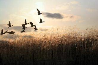 典故詩(shī)句初中