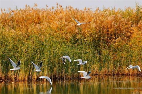 關(guān)于蘆花的典故,蘆花勝雪典故,蘆花襖什么典故