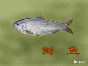 與魚有關(guān)的典故