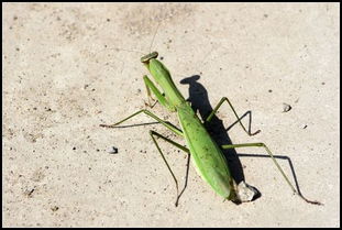 螳臂當(dāng)車典故